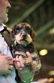 Crufts2010 590